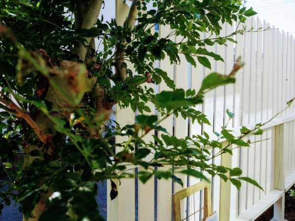 プミラで覆われた壁