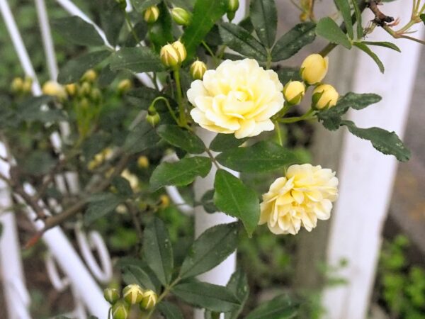 モッコウバラいつ咲く？
