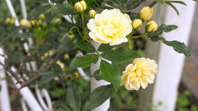 モッコウバラいつ咲く？