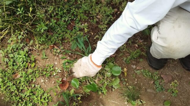 しゃがんで草むしりがつらい