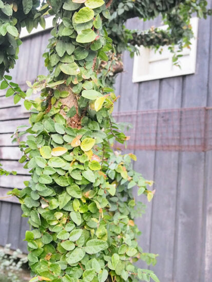 庭に植えたら危険な植物