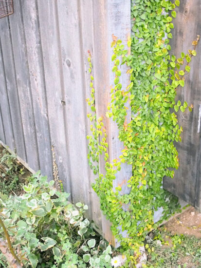 庭に植えたら危険な植物