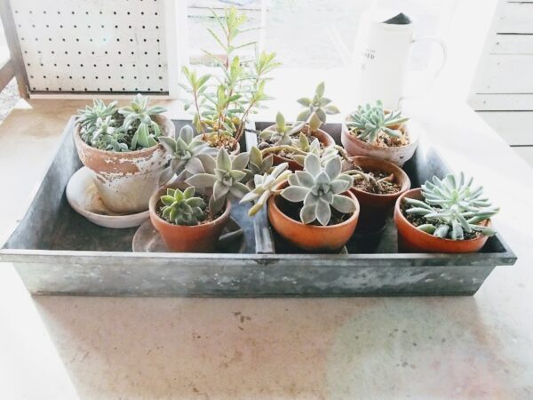 プラダンで作るミニ温室