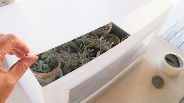 プラダンで作るミニ温室