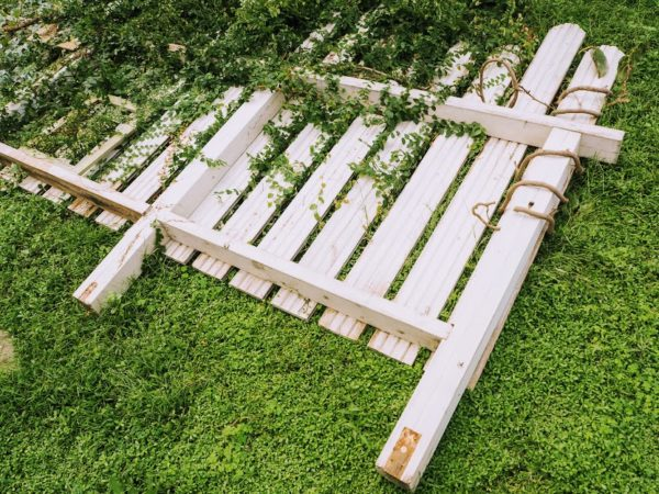 庭に植えたら危険な植物