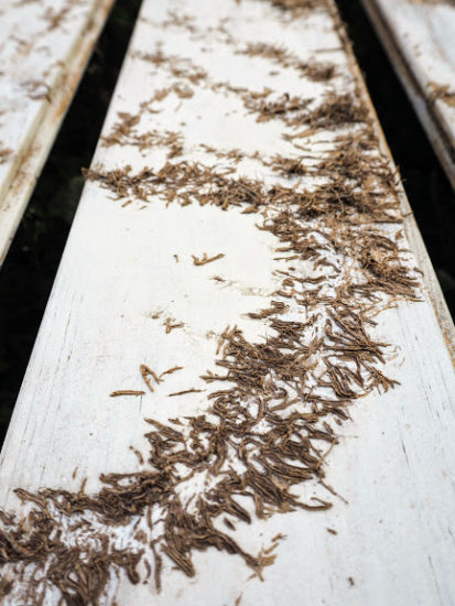 庭に植えたら危険な植物