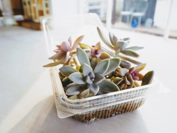 プラスチックの空き容器で多肉植物を育ててみた