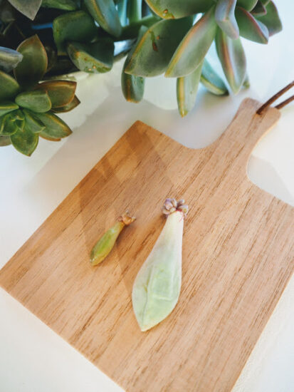 プラスチックの空き容器で多肉植物を育ててみた