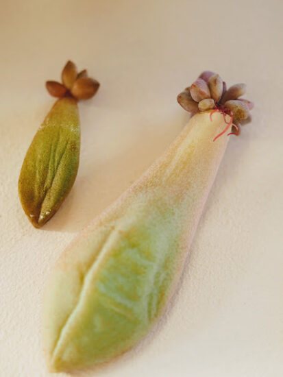 プラスチックの空き容器で多肉植物を育ててみた