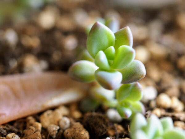 プラスチックの空き容器で多肉植物を育ててみた
