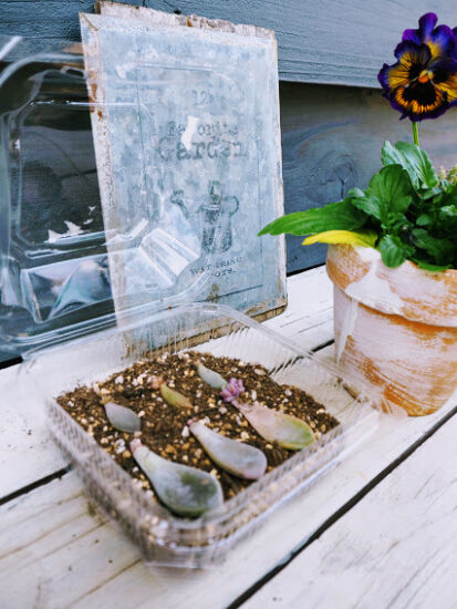 プラスチックの空き容器で多肉植物を育ててみた