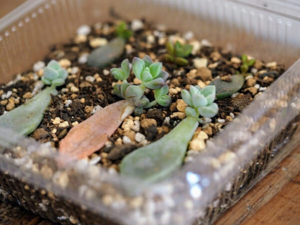 プラスチックの空き容器で多肉植物を育ててみた