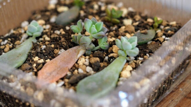 プラスチックの空き容器で多肉植物を育ててみた