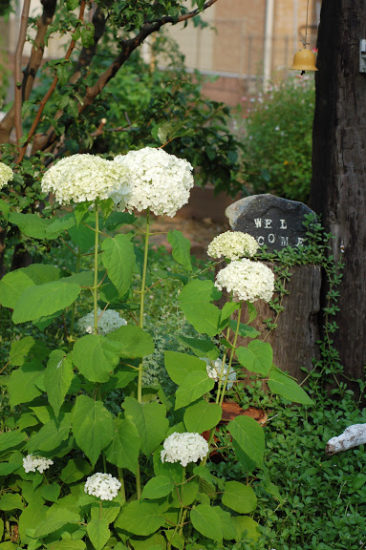 庭から出てきた石の活用