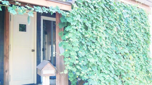 ウッドデッキに緑のカーテン作ったら涼しくなるのか検証してみた